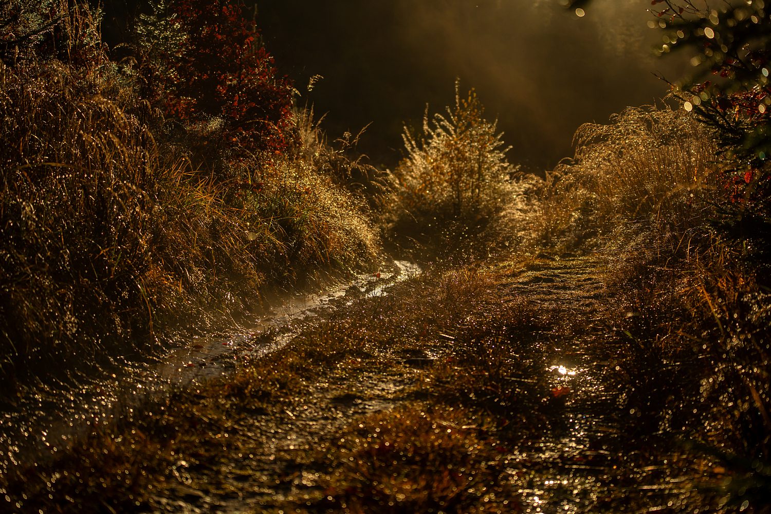 Podzimní království