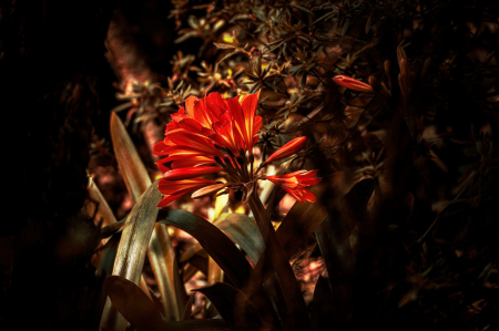 Madeira